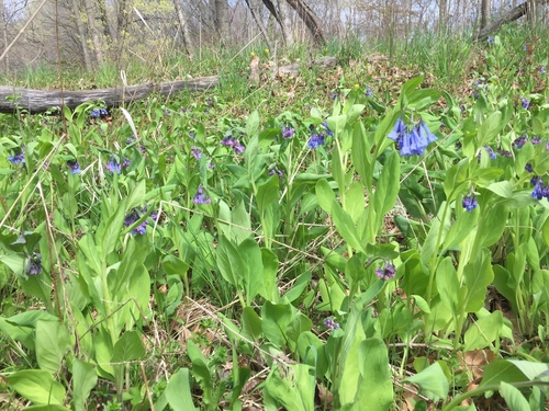 Mertensia virginica