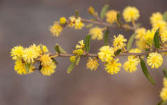 Acacia aspera
