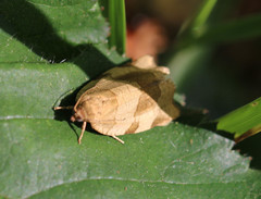 Choristoneura hebenstreitella