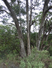 Eucalyptus baueriana thalassina