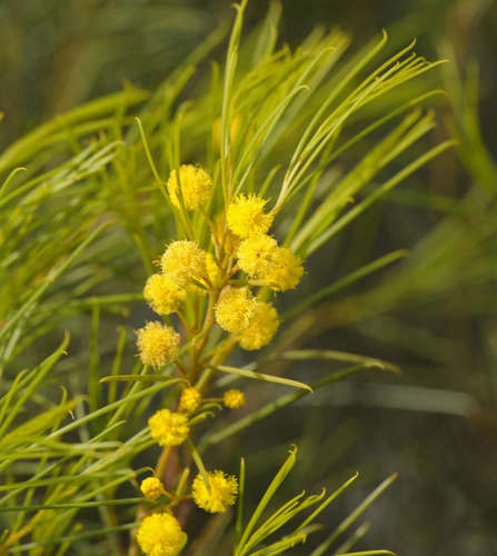 Image of Acacia euthycarpa by (c) Chris Clarke, some rights reserved (CC BY)
