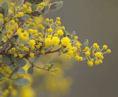 Acacia brachybotrya
