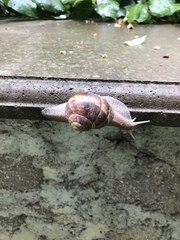 Helix lucorum