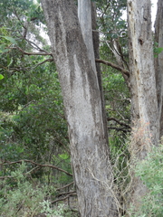 Eucalyptus baueriana thalassina
