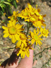 Eriophyllum lanatum achilleoides