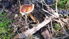 Rhodocollybia incarnata