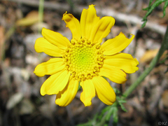 Eriophyllum lanatum achilleoides