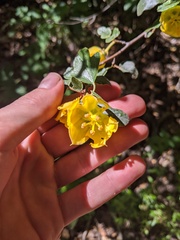 Fremontodendron californicum