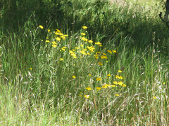 Eriophyllum lanatum achilleoides