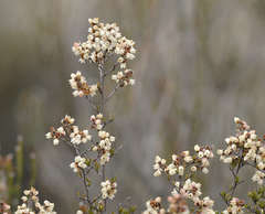 Cryptandra tomentosa