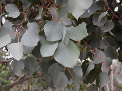 Eucalyptus baueriana thalassina