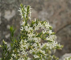 Cyphanthera anthocercidea