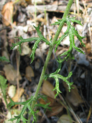 Eriophyllum lanatum achilleoides