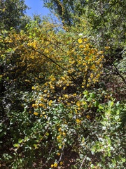 Fremontodendron californicum