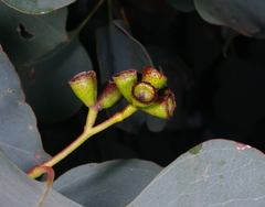 Eucalyptus baueriana thalassina