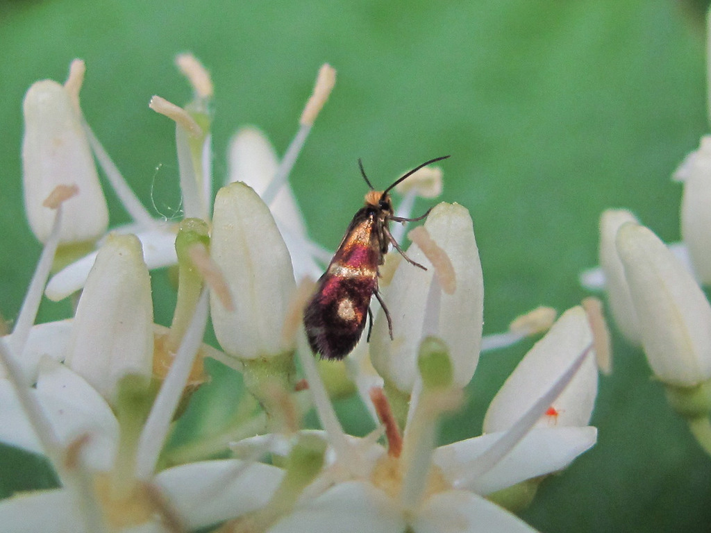 Micropterix maschukella