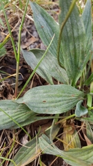 Podosphaera plantaginis