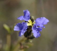Dampiera dysantha