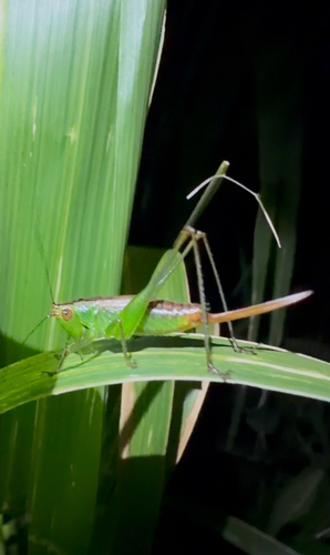 Conocephalus saltator, 2026-10-11