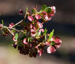 Dodonaea viscosa cuneata