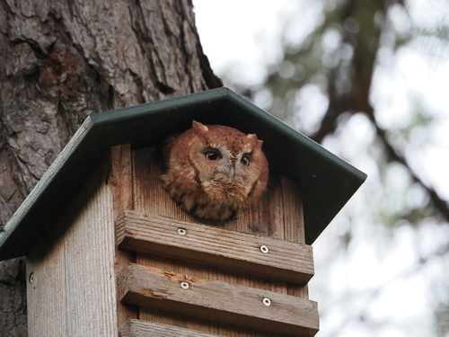 Eastern Screech-Owl