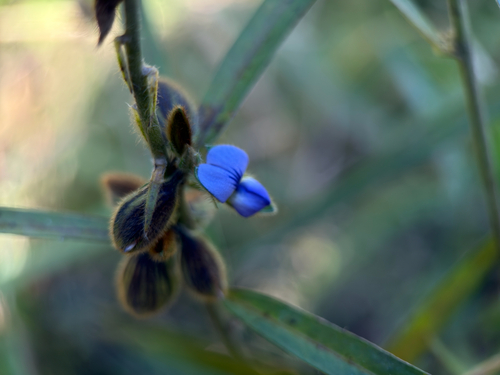 Crotalaria sessiliflora observed 2026-10-11