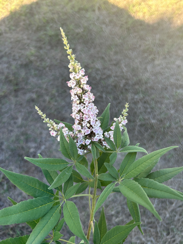 Lilac chaste tree