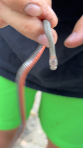 Red-bellied Snake