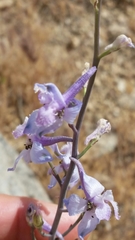 Delphinium parishii