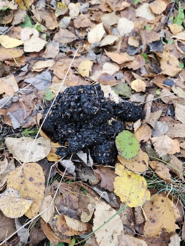Black Bear sighting near Maria-Chapdelaine