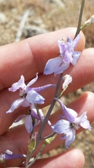 Delphinium parishii
