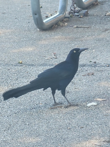 Great-tailed Grackle