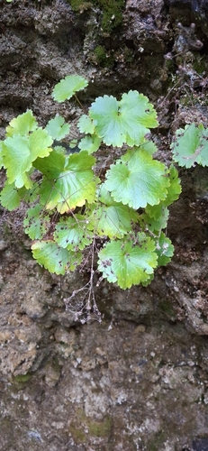 Sullivant's Coolwort