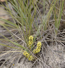Lomandra collina