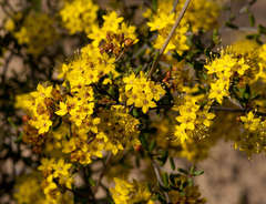 Phebalium stenophyllum