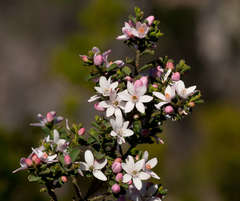 Philotheca verrucosa