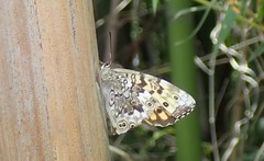 Neope goschkevitschii