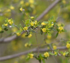 Pimelea hewardiana