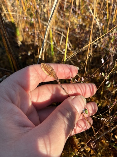 Pogonia ophioglossoides observed 2026-10-11