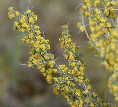 Pimelea spinescens pubiflora