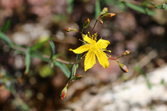 Hypericum linariifolium