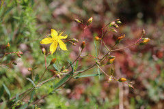 Hypericum linariifolium