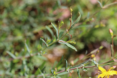 Hypericum linariifolium
