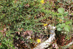 Hypericum linariifolium