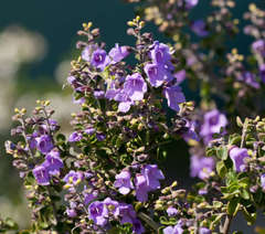 Prostanthera rotundifolia