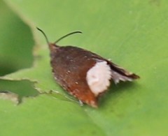 Ancylis selenana