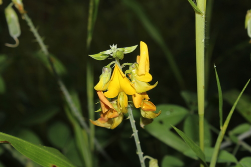 Crotalaria micans observed 2026-09-22