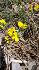 Genista depressa