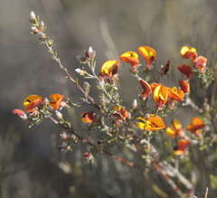 Pultenaea prostrata