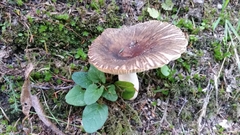Russula acrolamellata
